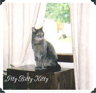 Itty-Bitty-Kitty